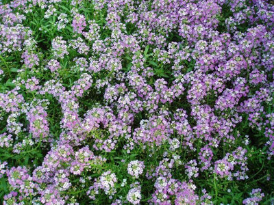 Avysa Royal Carpet Alyssum Seed(50 per packet)