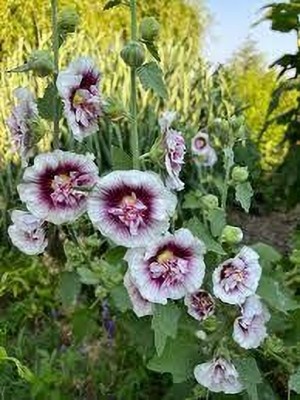 Seedsqlty Hollyhock seed for planting Seed(55 per packet)