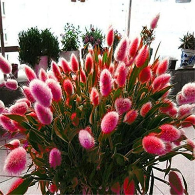 KNESSiN QLI-18 Rabbit Tail Grass Seed(100 per packet)