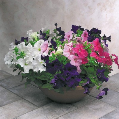 Flipkart SmartBuy Exotic Petunia Flower Mix Seed(20 per packet)