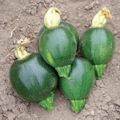 Jevik Adora-Summer-Squash- Seed(155 per packet)