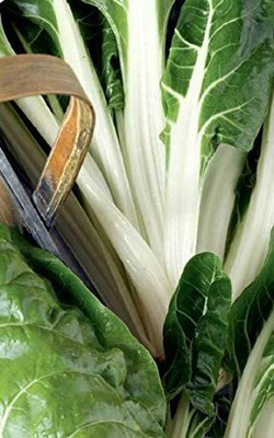 CYBEXIS Seeds of Vegetable Beet (Leaf) Silver or Sea Kale2000 Seeds Seed(2000 per packet)