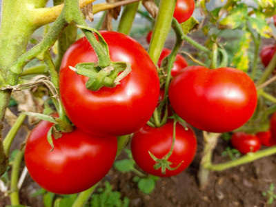seedagro tomato Seed(65 per packet)