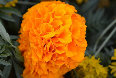 Vinayak Pesticides marigold/gende ka phool flower seeds Seed(75 per packet)