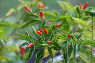 golden hills farm High Yield Red African Bird Eye Chilli Seeds Bird Chilli Red Seed(60 per packet)