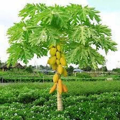 Aywal Juicy & Sweet Papaya Seed(400 per packet)