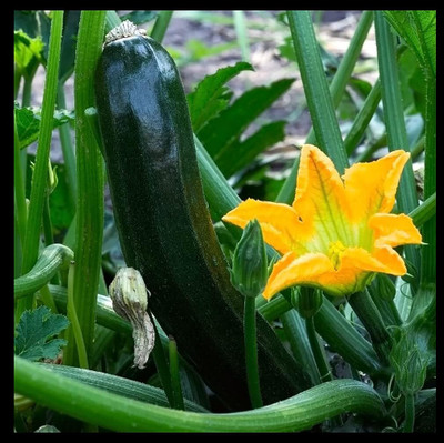 KNESSiN F1 Hybrid Black Beauty Zucchini Seeds For Growing - (100 Seeds) Seed(10 per packet)