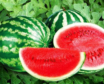 CYBEXIS VVI-55 - Giant Astrakhan Watermelon - (1350 Seeds) Seed(1350 per packet)