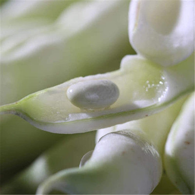 CYBEXIS Bean Seeds Green Annual Heirloom800 Seeds Seed(800 per packet)