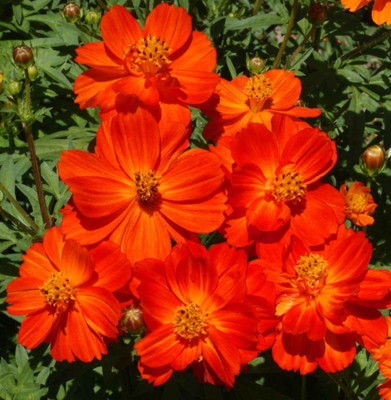 ZIXA Sulphur Cosmos, Dwarf Red Seed(10 per packet)