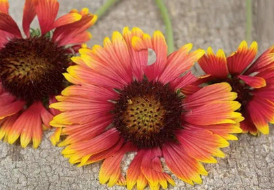 Avysa INDIAN BLANKET GAILLARDIA Seed(80 per packet)