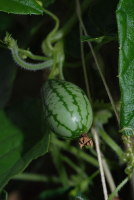 Qualtivate GBPT-6A Heat Tolerant Miniature Watermelon Seeds Seed(100 per packet)