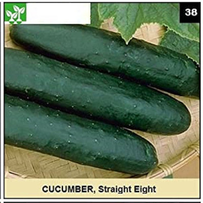 CYBEXIS STRAIGHT EIGHT CUCUMBER500 Seeds Seed(500 per packet)