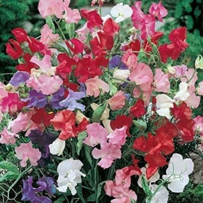 KANAYA Sweet pea Color F1 Hybrid Flower Seed(115 per packet)