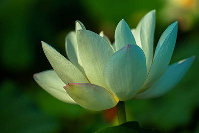 NurseryServe lotus,kamal gatta Seed(10 per packet)