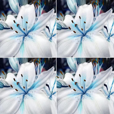 VibeX NBIR-76 - Blue Rare Rain Lily - (60 Seeds) Seed(60 per packet)