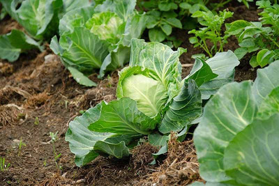 TRICONE Cabbage Seed(100 per packet)