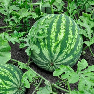 Cloud Farm watermelon seeds for farming pack of 50 Seed(50 per packet)