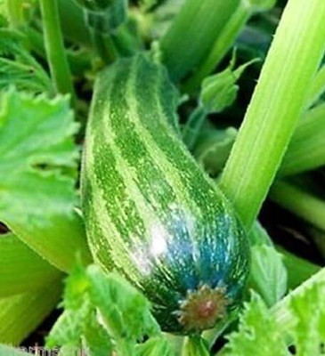 Qualtivate ICRA-4A Cocozelle Zucchini Summer Squash Seeds Seed(30 per packet)