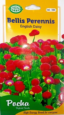 KRASHAK English daisy Seed(2 per packet)