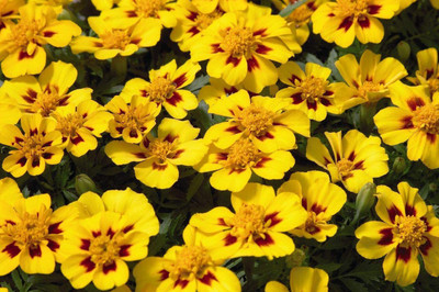VibeX TLX-92 - Marigolds Tagetes Red Yellow - (2250 Seeds) Seed(2250 per packet)