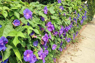 KANAYA Morning Glory Floer Seeds For Kitchen Gardening Seed(5 per packet)