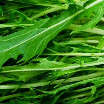 CYBEXIS Brassica Juncea Seeds for Garden Green2000 Seeds Seed(2000 per packet)