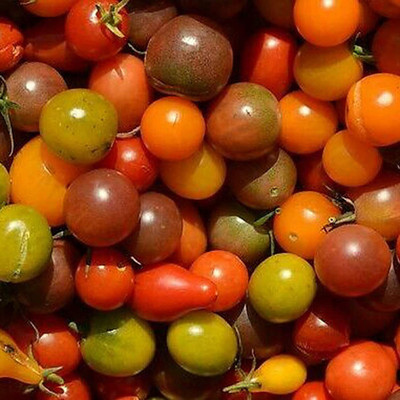 CYBEXIS Heirloom Mix Rainbow Cherry Tomato Seeds2000 Seeds Seed(2000 per packet)