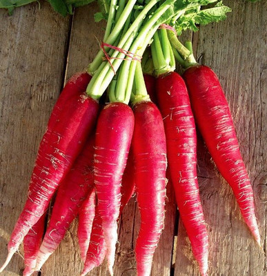 Radha Krishna Agriculture Imported Radish Chinese Pink Hybrid Seeds For Gardening/ Seed(70 per packet)