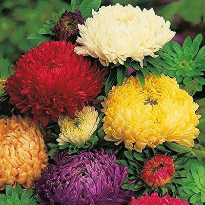 Lorvox Aster Seed(32 per packet)