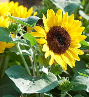 Sunway Sunflower Suntastic Yellow with Black Center Surajmukhi Seed(30 per packet)