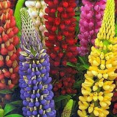 Aywal Lupin Florida Giant Mix Flower Plant Seed(100 per packet)