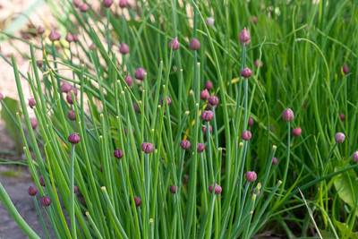 VibeX ® VMR-277 Yellow Chives Leek Plant Seeds Seed(500 per packet)