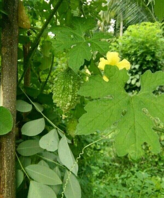 UGRA Green Skin Bitter Melon Seeds Seed(125 per packet)