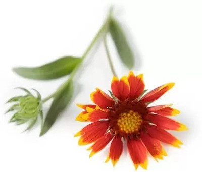 Aro Gaillardia, Pulchela Double Mix Seed(108 per packet)