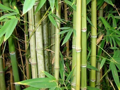 Jevik Bamboo Plant Seed(100 per packet)