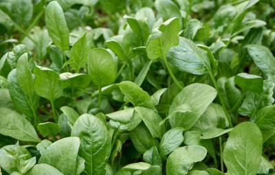 AFARTIOBINA 80 PCS SPINACH SEEDS-A02 Seed(80 per packet)