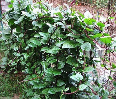 CYBEXIS GBPUT-95 - Red Malabar spinach - (250 Seeds) Seed(250 per packet)