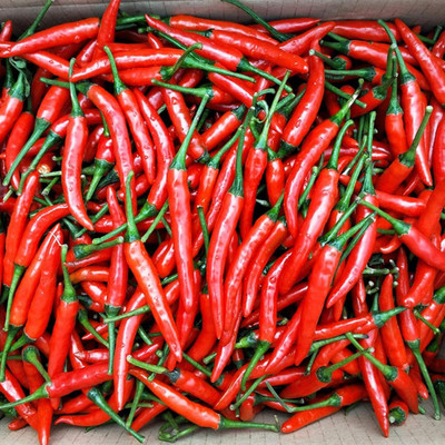 KNESSiN Hot Chilli Pepper Seed(200 per packet)