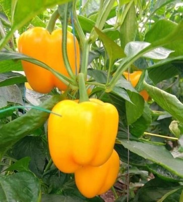 Farmers Choice Capsicum Yellow Seed(335 per packet)