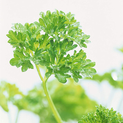 CYBEXIS Farm Yard Plant - Parsley Seeds700 Seeds Seed(700 per packet)