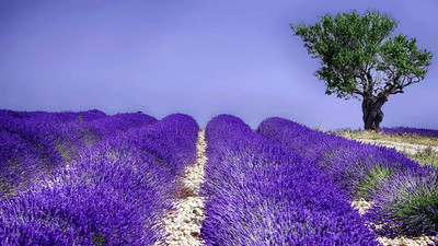 Qualtivate VXI-352 Provence Lavender Seeds Seed(500 per packet)