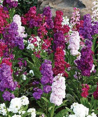 KANAYA Stock Matthiola Incana Mixed Color Flower Seed(16 per packet)