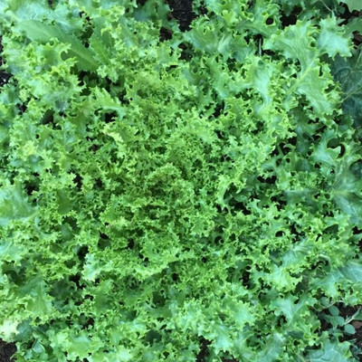 WILLVINE TLX-604 Green Curled Ruffec Endive Seeds Seed(200 per packet)