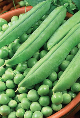 KNESSiN Pea Alderman Seed(500 per packet)
