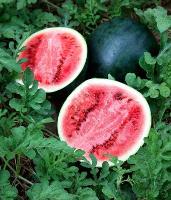 VibeX VXI-87 - Sugar Baby Watermelon - (450 Seeds) Seed(450 per packet)