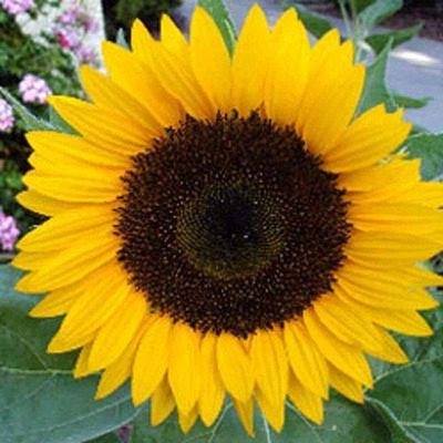 Aywal Sunflower Mix Color Flower Seed(50 per packet)