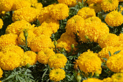 CALYXSEEDS marigold/gende ka phool flower seeds Seed(50 per packet)
