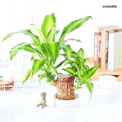Nivrutti Brazil Wood Plant for Indoor Air Purification Seed(1 per packet)