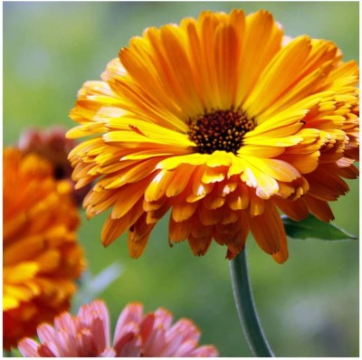 DROXTY ® PUAS-122-Calendula officinalis 'Art Shades Mixed' Seeds. Marigold-15 x Seeds Seed(15 per packet)